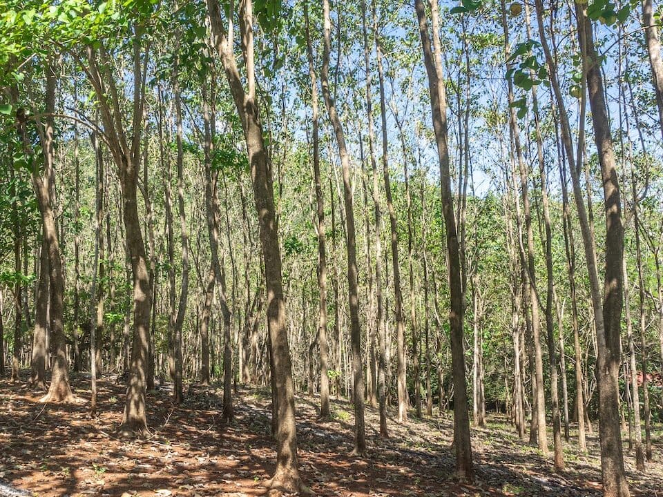 Exclusive Farm for Sale in San Pedro Nandayure, Costa Rica