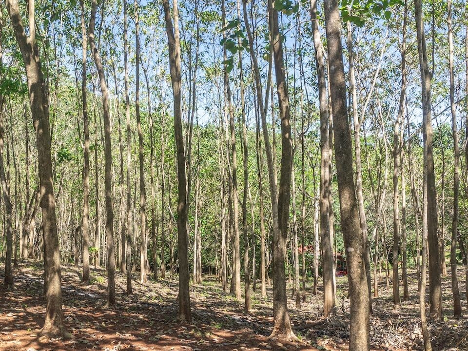 Exclusive Farm for Sale in San Pedro Nandayure, Costa Rica