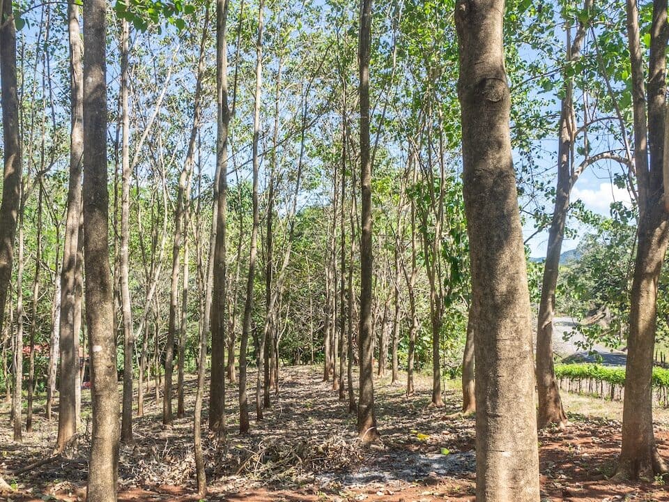Exclusive Farm for Sale in San Pedro Nandayure, Costa Rica
