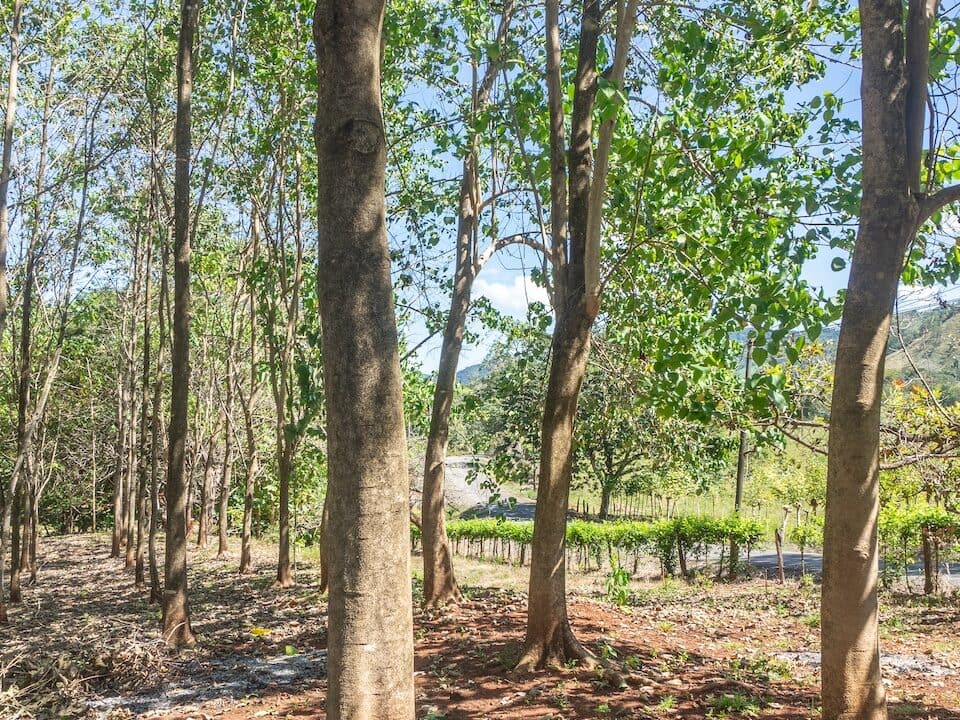 Exclusive Farm for Sale in San Pedro Nandayure, Costa Rica