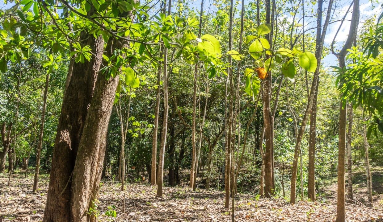 Exclusive Farm for Sale in San Pedro Nandayure, Costa Rica