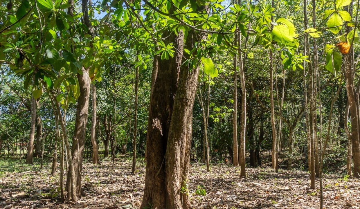Exclusive Farm for Sale in San Pedro Nandayure, Costa Rica