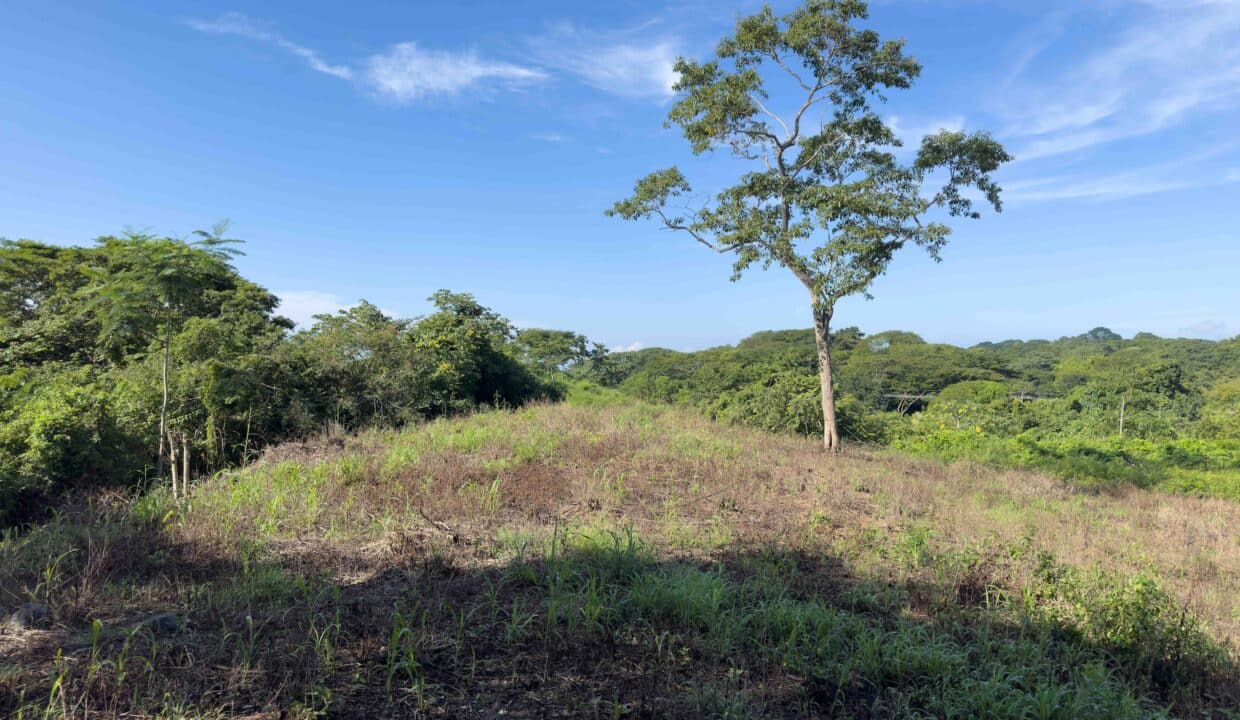 Samara Woods Lot